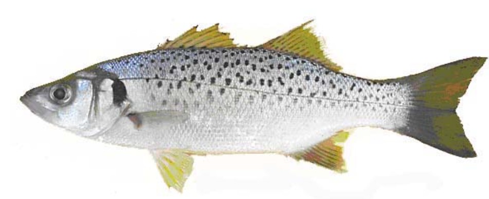 Seabass